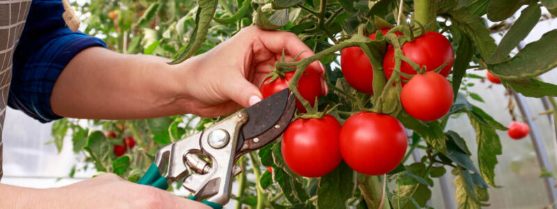 Taille tomate - Blog - djma