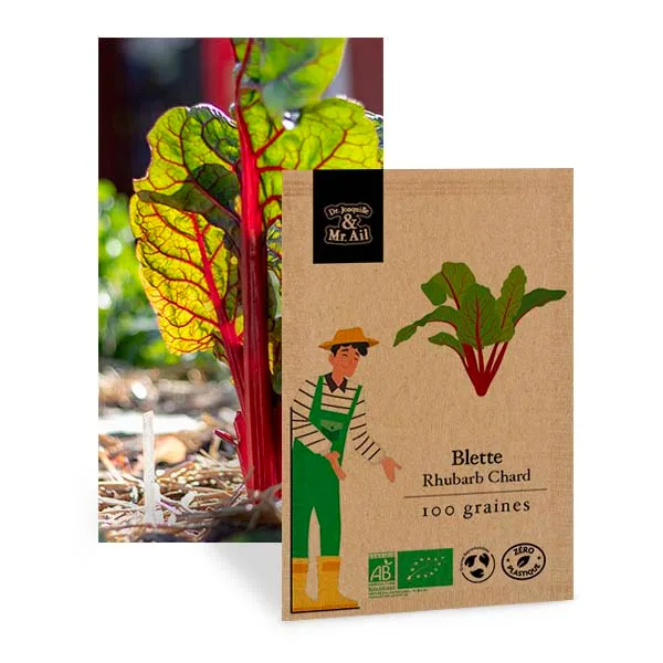 Poirée Rhubarb Chard à carde rouge - Graines Bio et Reproductibles - Dr. Jonquille & Mr. Ail