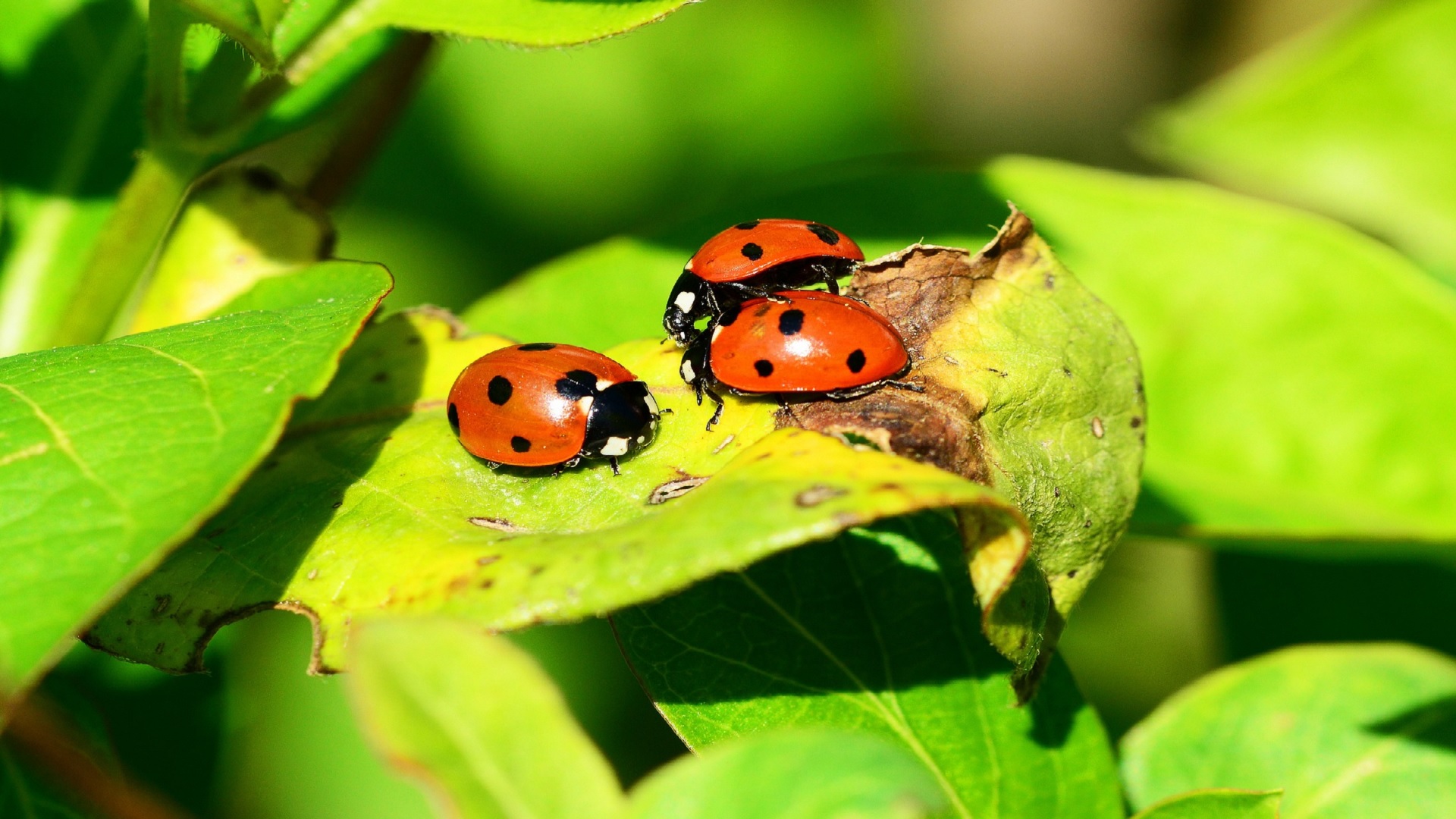 Combattre ou prot ger les coccinelles au potager Dr. Jonquille