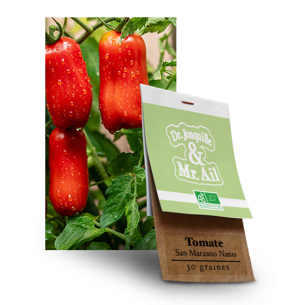 Tomate San Marzano Nano - Graines Bio et Reproductibles - Dr. Jonquille & Mr. Ail