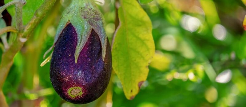 Période récolte aubergine - Blog - djma