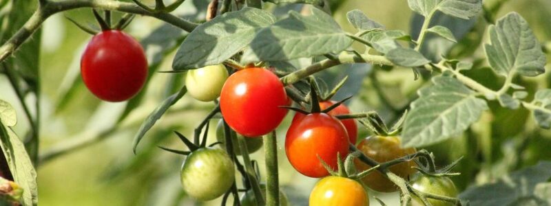 Variétés tomates petites - Blog - djma