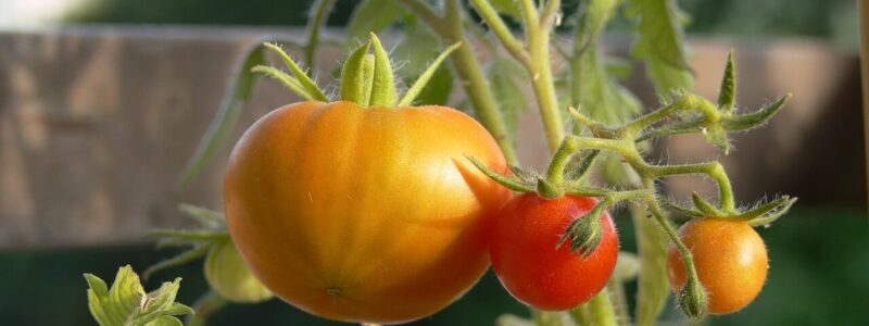 Top 10 tomates à cultiver - Blog - djma