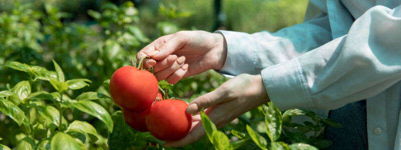 Récolte tomate - Blog - djma