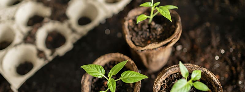 Semis en petits pots biodégradables