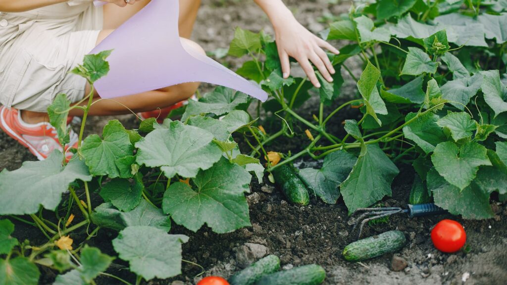 Les 4 erreurs à éviter lors de l’arrosage de son potager - Améliorez votre technique d'arrosage