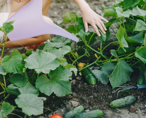 Les 4 erreurs à éviter lors de l’arrosage de son potager - Améliorez votre technique d'arrosage