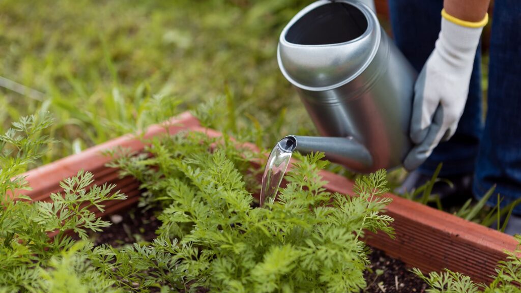 Arrosage au potager ; le guide pratique - image principale