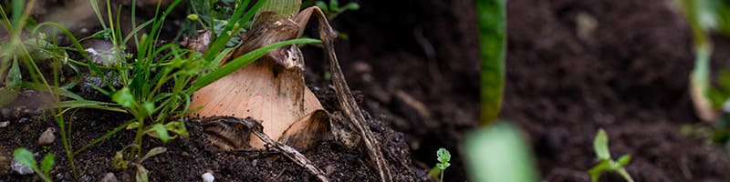 Les plantes qui consomment peu d'eau - Arrosage du potager - le guide pratique