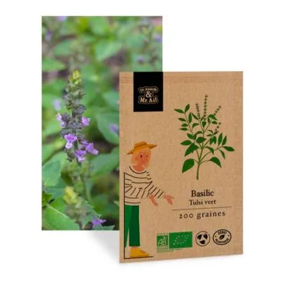 Basilic Tulsi vert - graines bio et reproductible