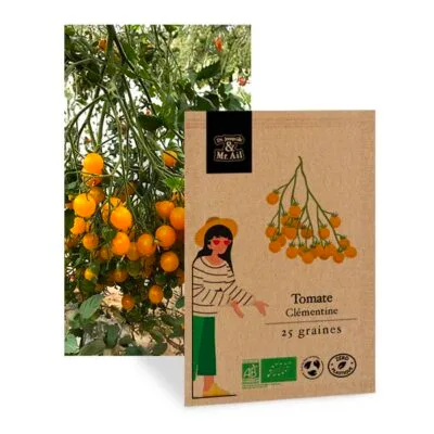 Tomates Yellow clémentine - graines bio et reproductible