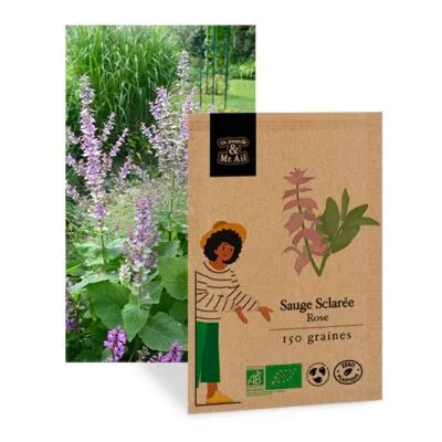 sauge sclarée rose - graines bio et reproductible