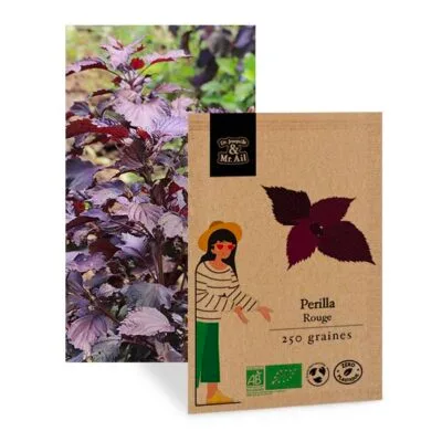 Perilla rouge - graines Bio et reproductibles