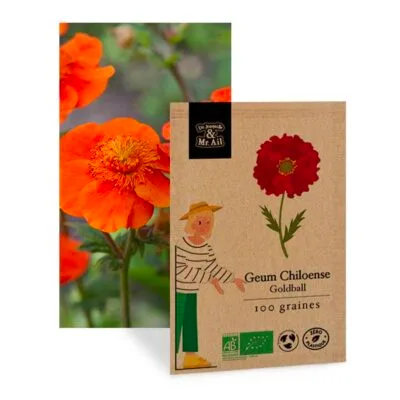 Geum Chiloense Goldball - graine bio et reproductible