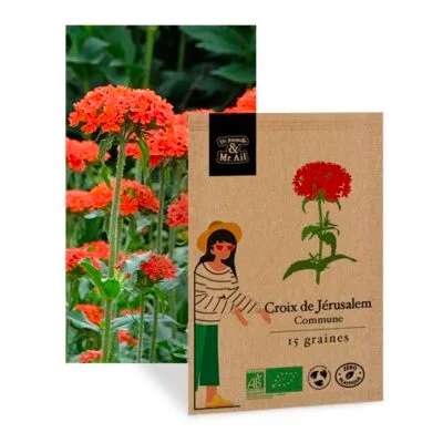 Croix de Jérusalem commune - graine bio et reproductible