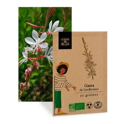 Gaura de Lindheimer - graine bio et reproductible