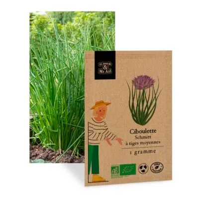 Ciboulette Schmitt à Tiges Moyennes - graines bio et reproductibles