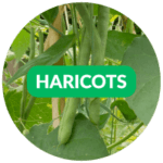 semences bio et reproductibles - graines de haricots Bio et reproductibles