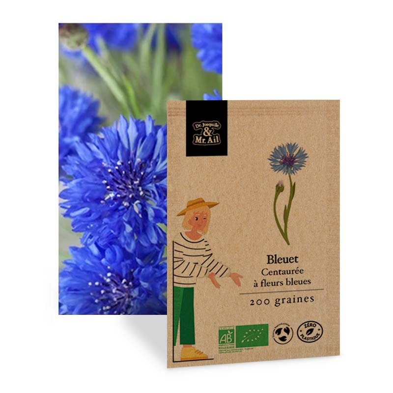 maison du monde bleuet centauree a fleurs bleues graine bio