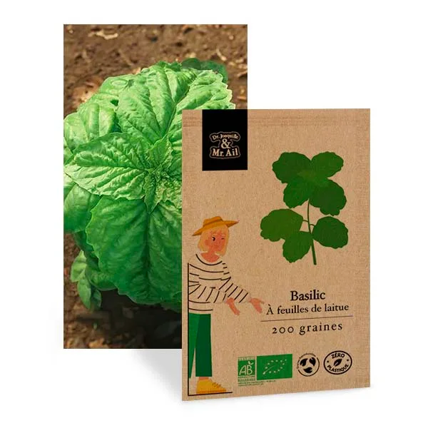 Basilic à Feuilles de Laitue Bio et Reproductible - Dr. Jonquille & Mr. Ail