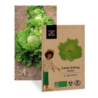 Laitue Iceberg Saladin - graines bio et reproductible