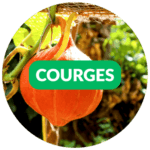 semences bio et reproductibles - graines de courges Bio et reproductibles