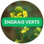 Dr. Jonquille et Mr. Ail - semences bio et reproductibles - engrais verts