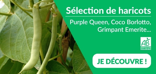 Dr. Jonquille et Mr. Ail - semences bio et reproductibles - les haricots