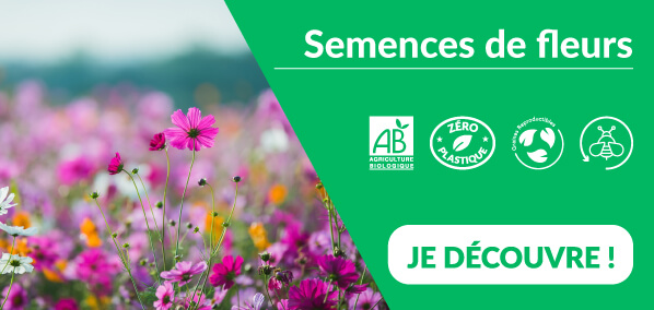 Dr. Jonquille et Mr. Ail - semences bio et reproductibles - les fleurs
