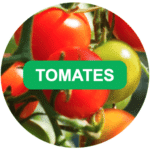 Dr. Jonquille et Mr. Ail - semences bio et reproductibles - graines de tomates bio