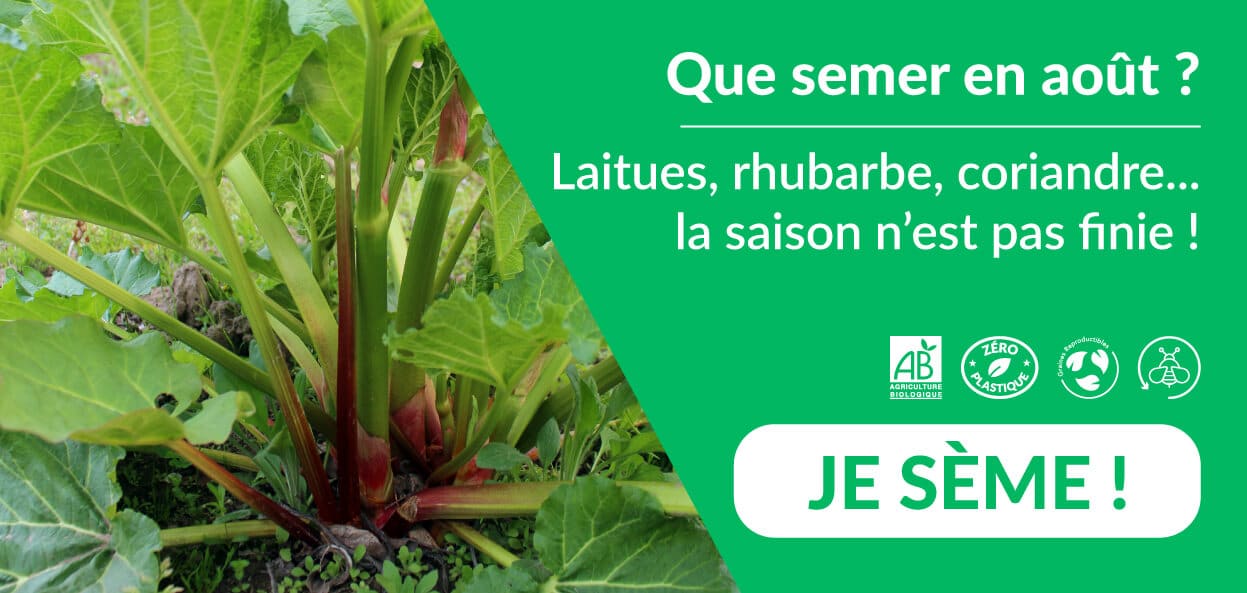 Dr. Jonquille et Mr. Ail - semences bio et reproductibles - que semer en août