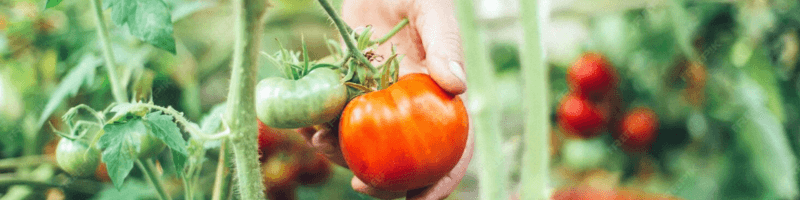Les différences entre semences bio et semences conventionnelles - tomates