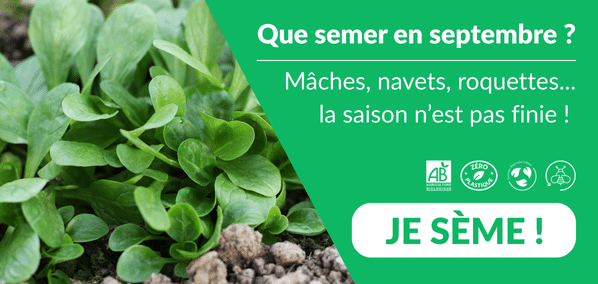 Dr. Jonquille et Mr. Ail - semences bio et reproductibles - que semer en septembre