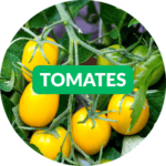 vignette HP - Dr. Jonquille et Mr. Ail - Tomates