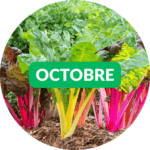 Dr. Jonquille et Mr. Ail - semences bio et reproductibles - que semer en octobre