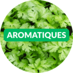 vignette HP - Dr. Jonquille et Mr. Ail - Aromatiques