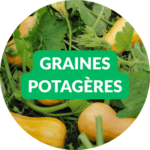 vignette HP - Dr. Jonquille et Mr. Ail - Graines Potagères