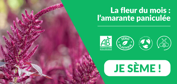 Dr. Jonquille et Mr. Ail - semences bio et reproductibles - la fleur du mois