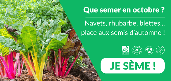 Dr. Jonquille et Mr. Ail - semences bio et reproductibles - que semer en octobre