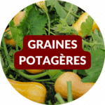 11 graines potagères