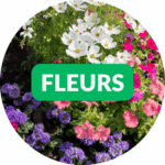 graines de fleurs