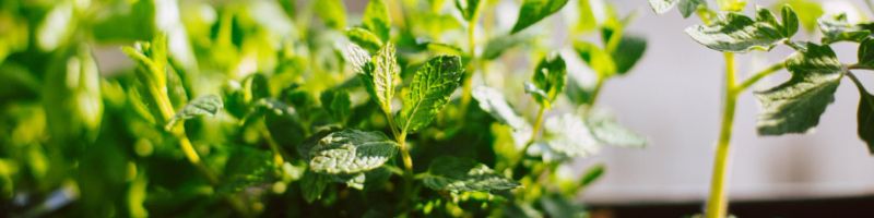 Des-plants-de-menthe-poussent-dans-une-jardiniere Des plants de menthe poussent dans une jardinière