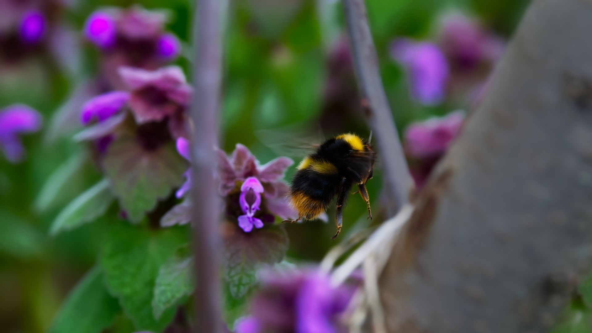 Favoriser la pollinisation naturelle dans son potager bio