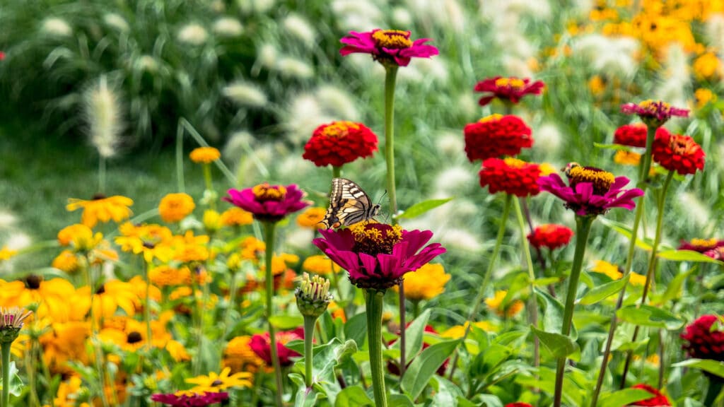 Les fleurs à semer en bio pour un jardin mellifère