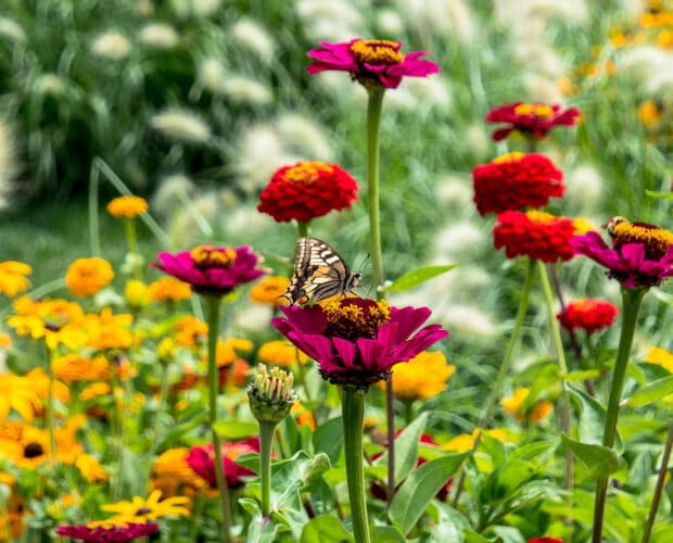 Les fleurs à semer en bio pour un jardin mellifère