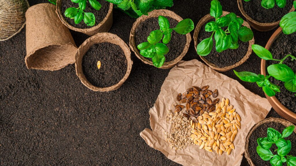 Quelle est la durée de vie moyenne des semences bio