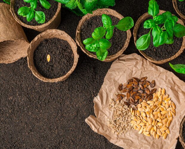 Quelle est la durée de vie moyenne des semences bio