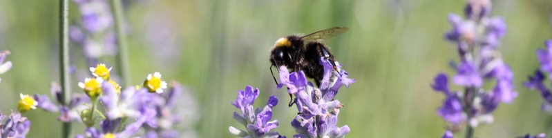 abeille-qui-butine-sur-une-fleur-au-jardin Une abeille butine une fleur au jardin