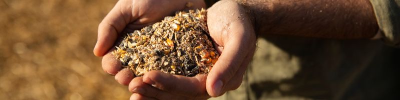 Agriculteur paysant tenant des graines dans ses mains