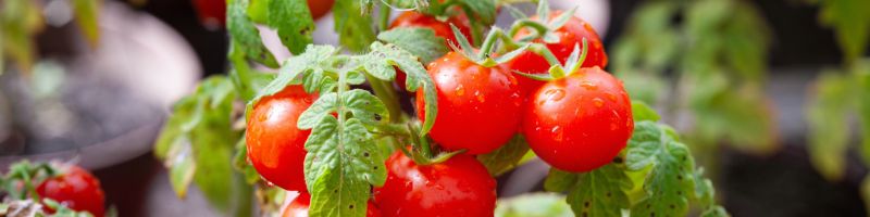 Un plant de tomates est arrosé dans un pot sur un balcon